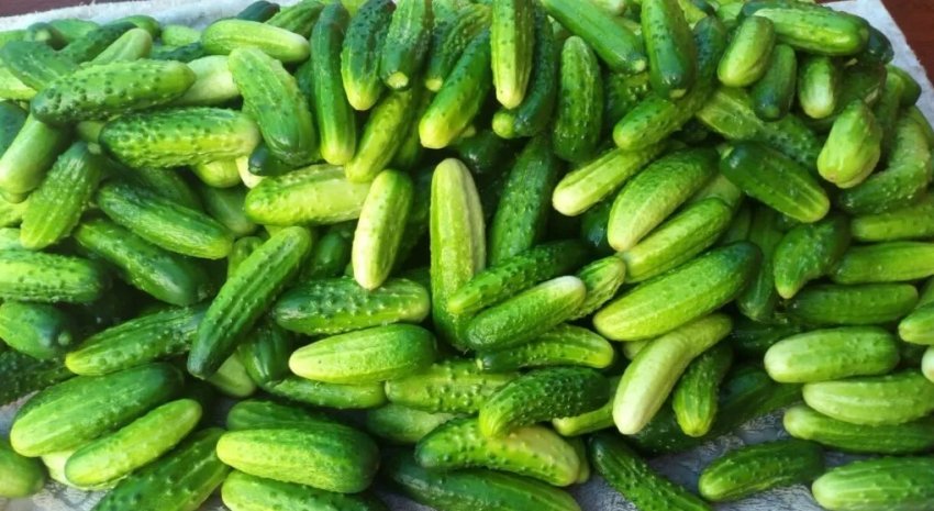 Вибір огірків