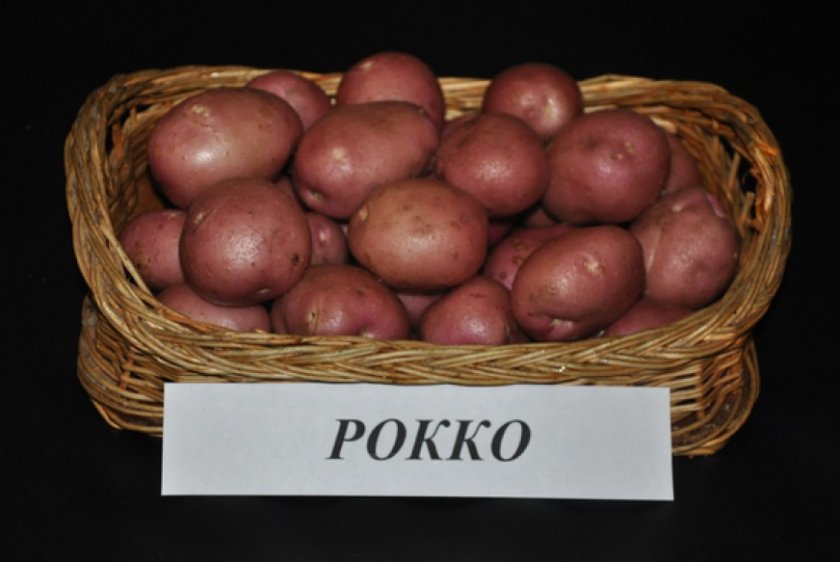 Картофель Рокко Картофель Рокко