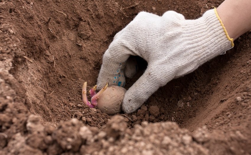 Посадка картоплі