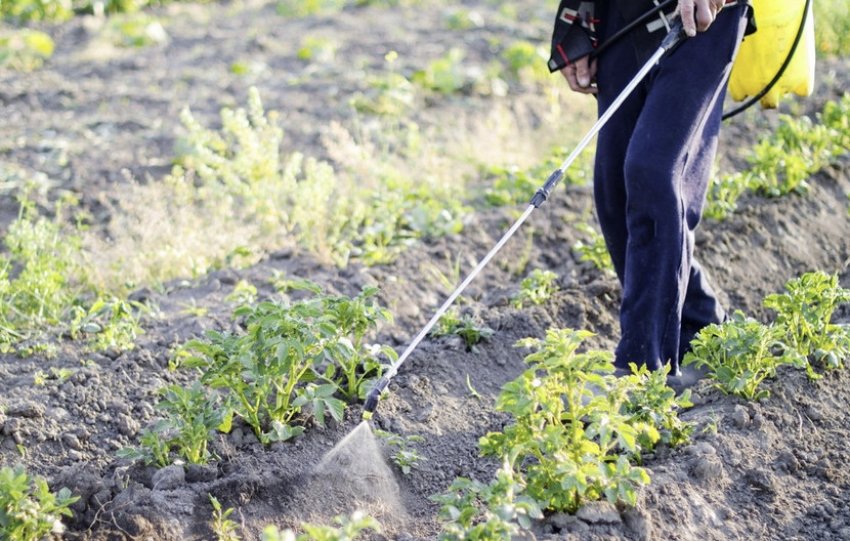 Обробка картоплі Обробка картоплі