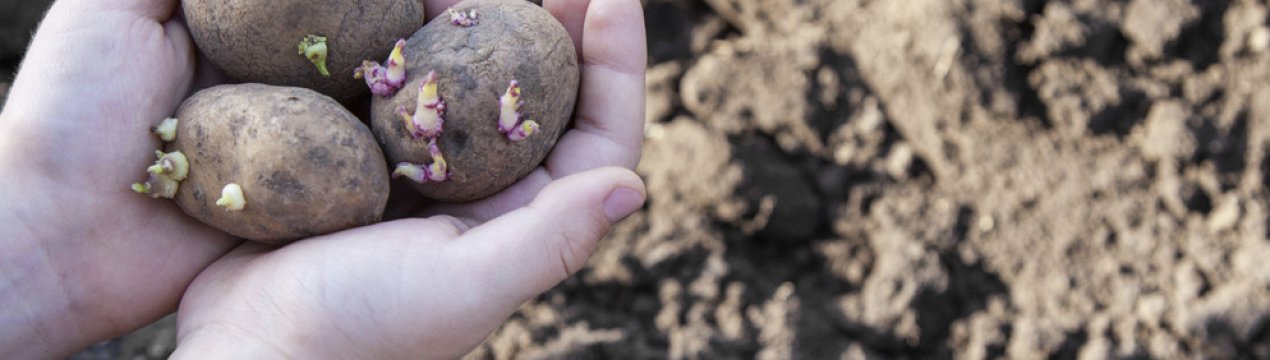 Особливості вирощування картоплі за голландською технологією