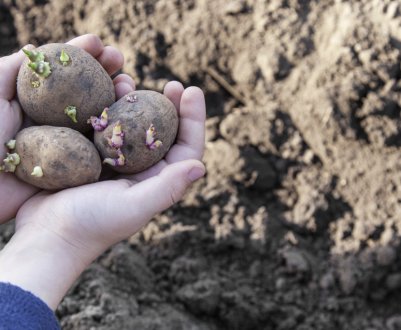 Особливості вирощування картоплі за голландською технологією
