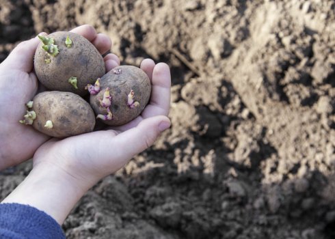 Особливості вирощування картоплі за голландською технологією