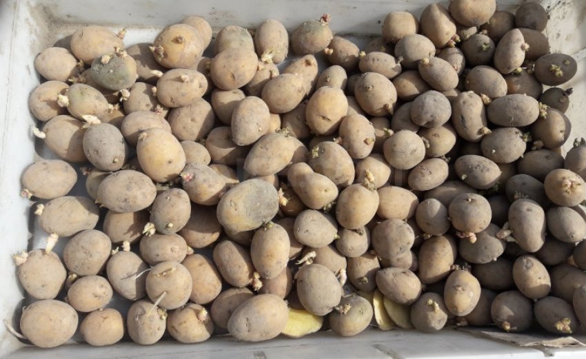 Картоплю насіннєву