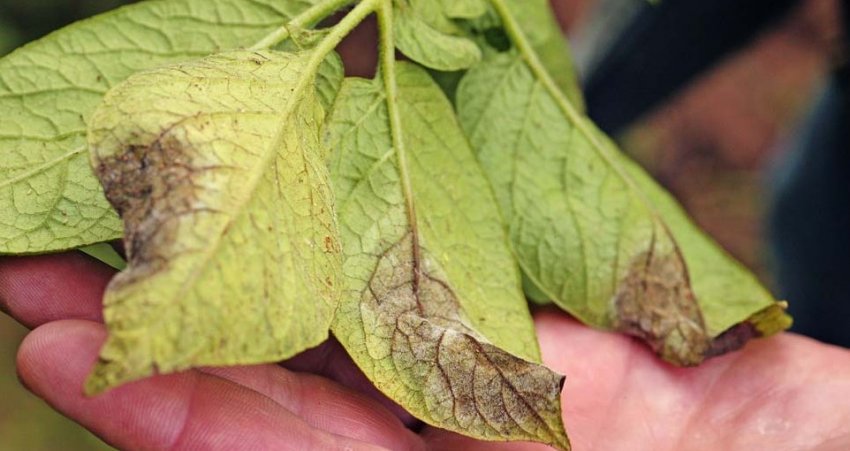 Фітофтороз