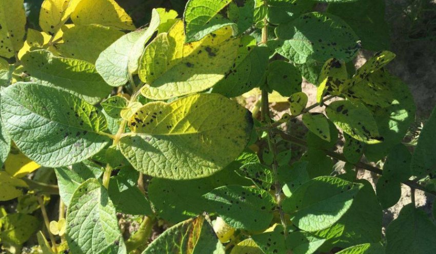 Альтернаріоз картоплі