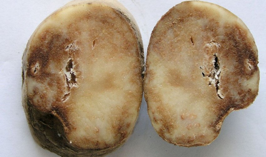 Рак картоплі