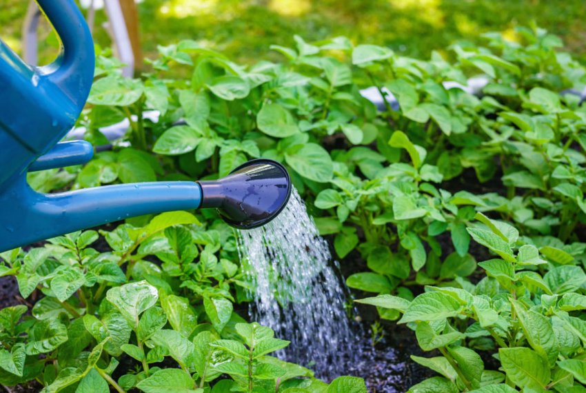 Полив картоплі