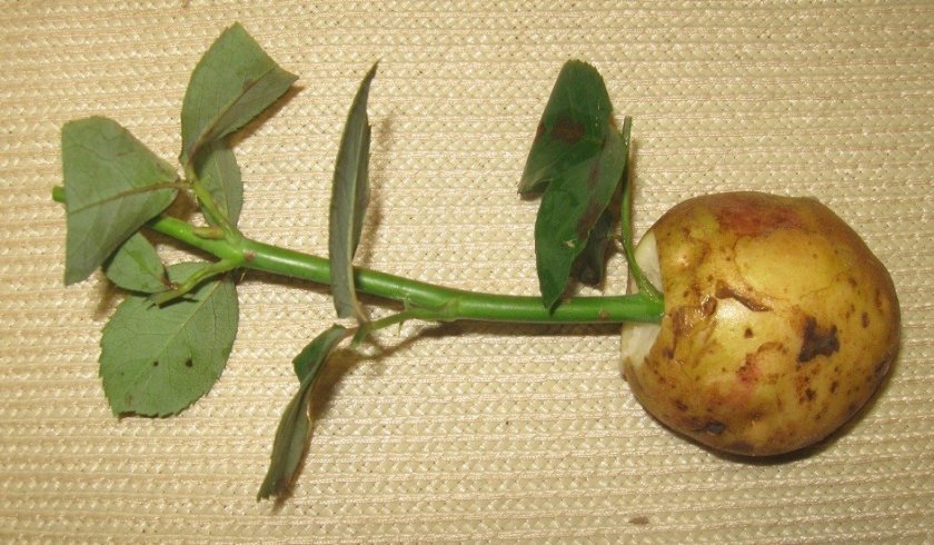 Как выращивать розы из черенков в картошке зимой?