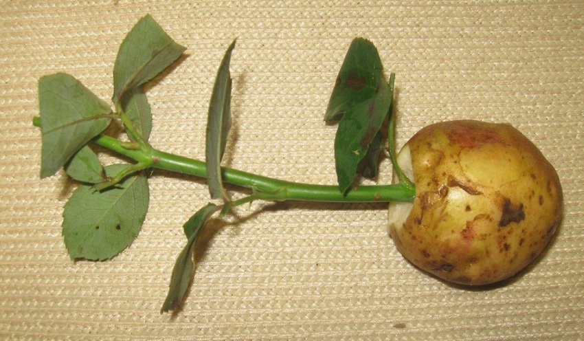 Выращивание розы в картошке