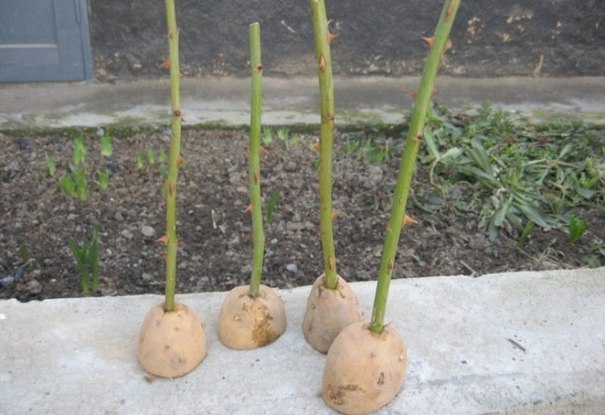 Выращивание розы в картошке