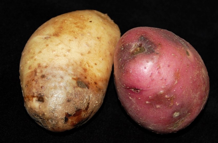 Фітофтороз