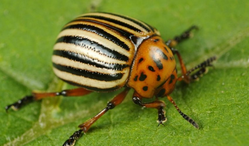 Колорадський жук