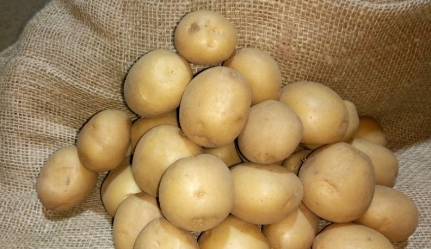 Картопля Рів'єра