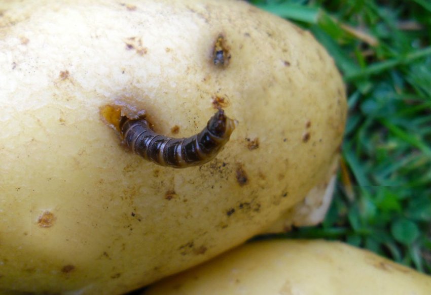 Дротянка Дротянка