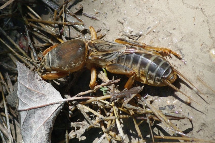 Капустянка Капустянка