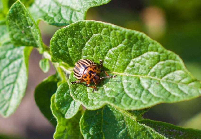 Колорадський жук Колорадський жук