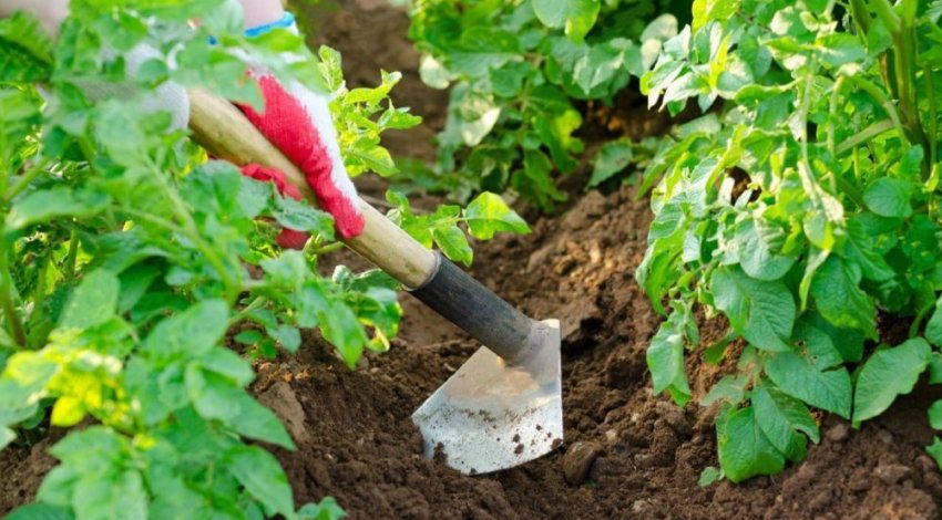 Прополка картоплі