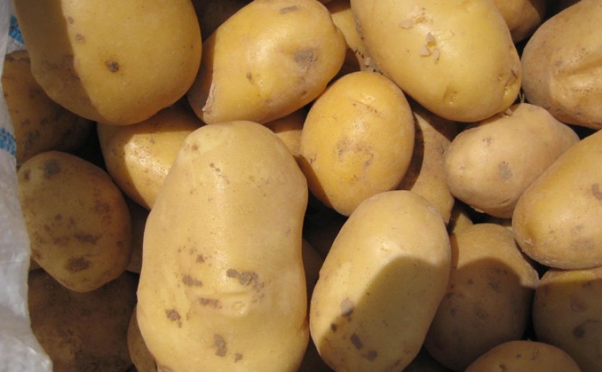 Сорт картофеля ривьера характеристика отзывы фото описание