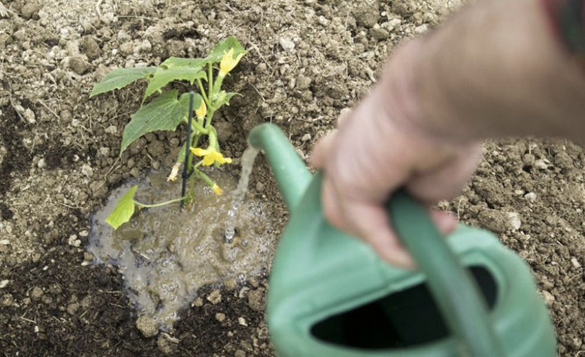 Полив огірків у відкритому грунті