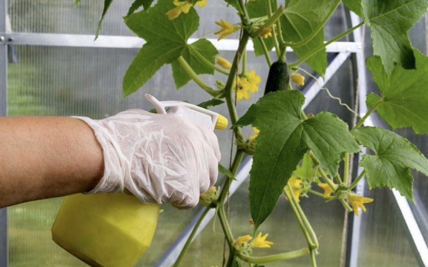 Підживлення огірків