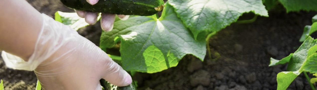 Як правильно поливати огірки в теплиці і у відкритому грунті?