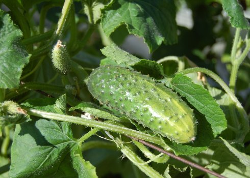 Гіркі огірки: причини гіркоти, користь і шкоду вживання, як приготувати