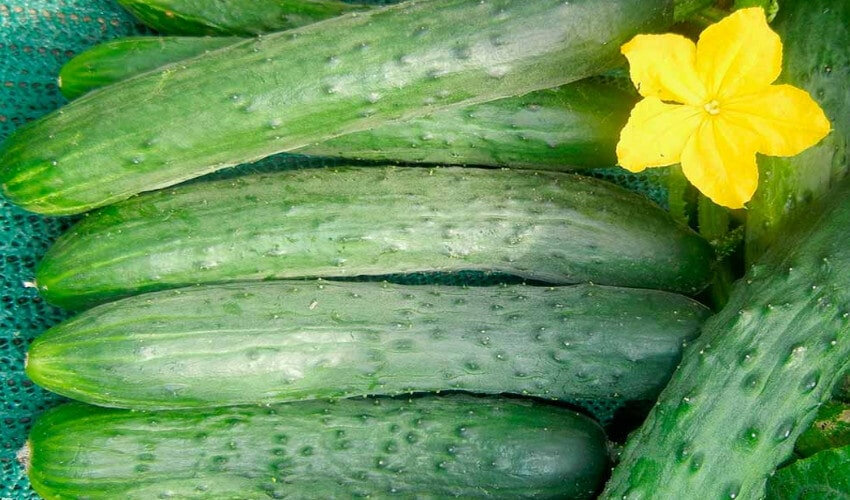 Засолювання огірків Зозуля Засолювання огірків Зозуля