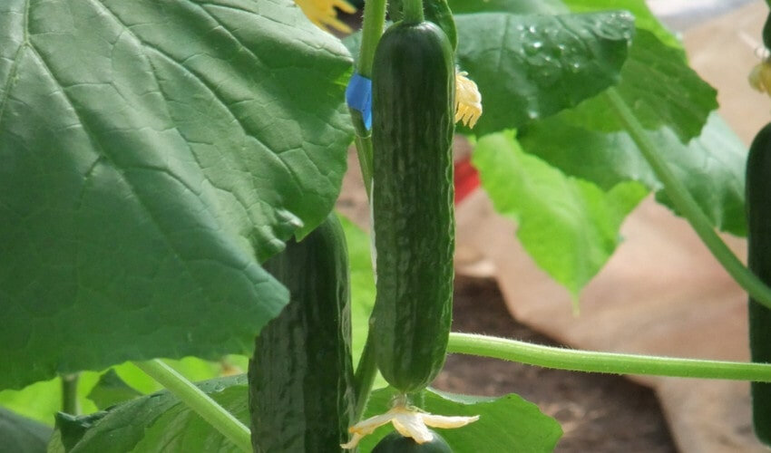 Засолювання огірків Зозуля Засолювання огірків Зозуля