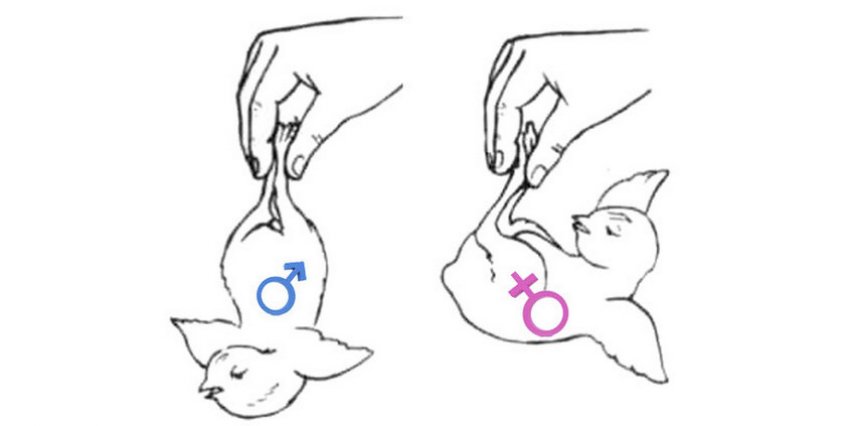 Відміну від курочки півника Відміну від курочки півника