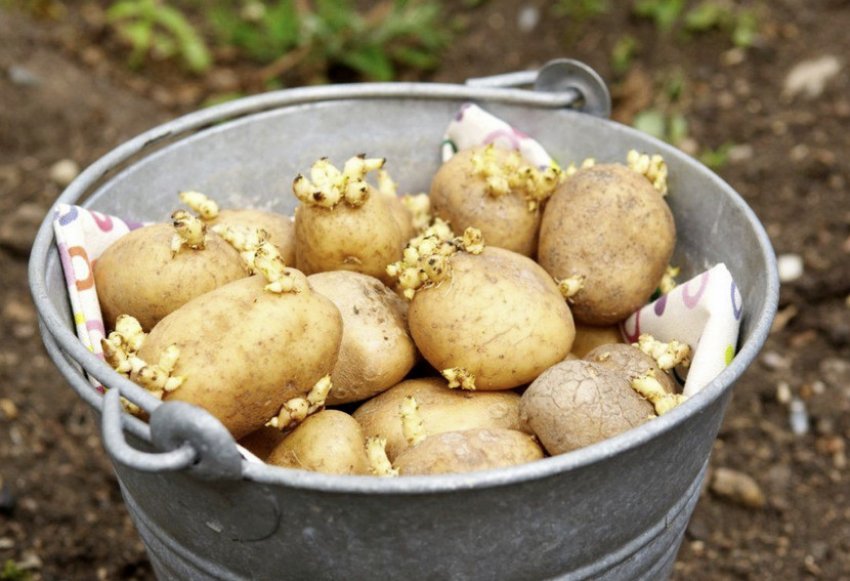 Посадковий матеріал