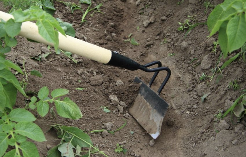 Підгортання картоплі