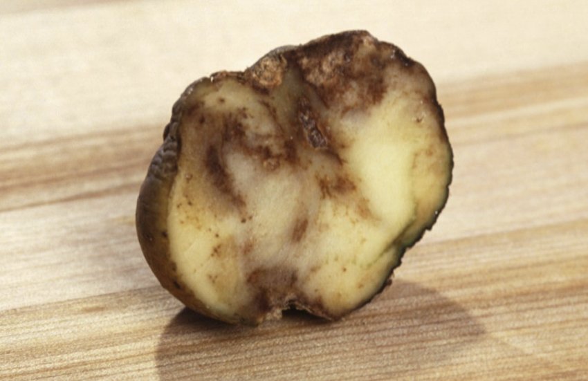 Фітофтороз