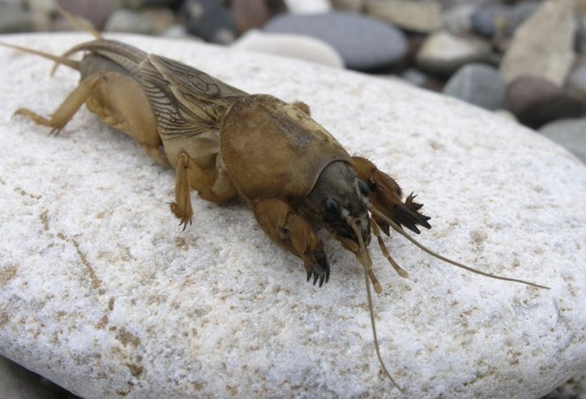 Капустянка