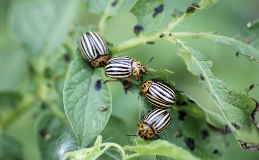 Колорадські жуки