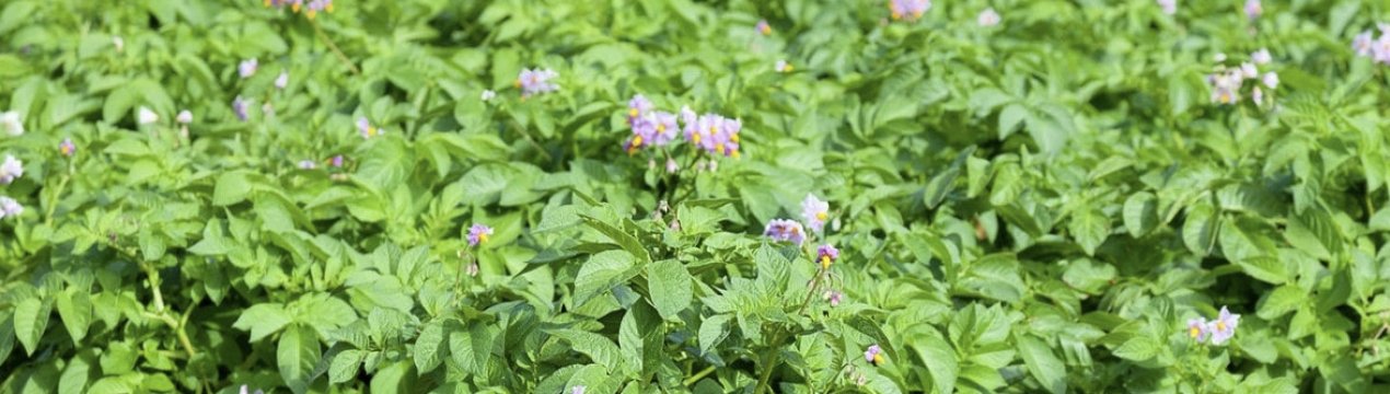 Картопля Ароза: опис і особливості вирощування сорту