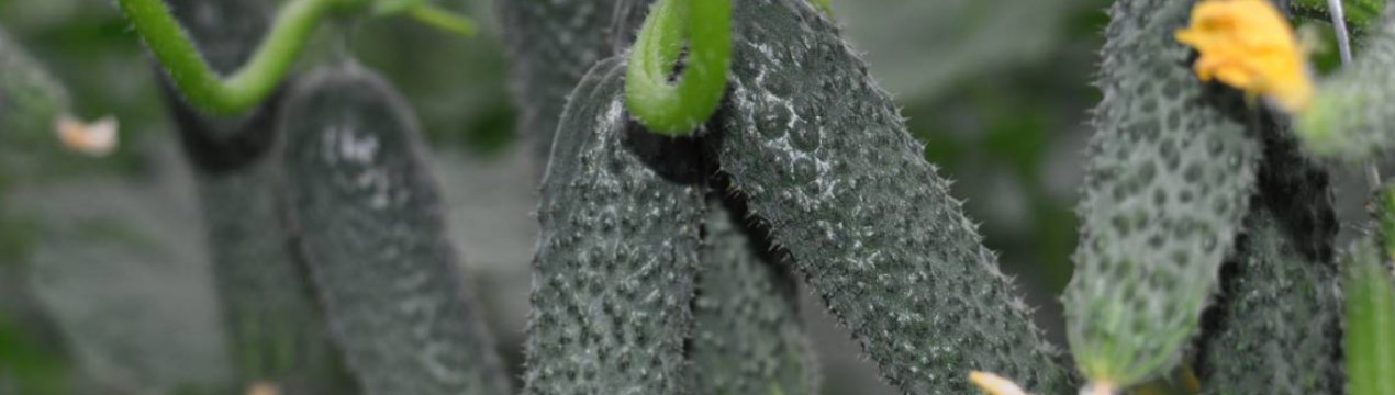 Сорт огірків Лютояр F1: опис і вирощування сорту