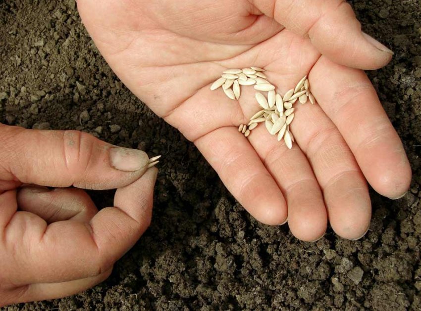 Посадка насіння огірків у відкритий ґрунт Посадка насіння огірків у відкритий ґрунт