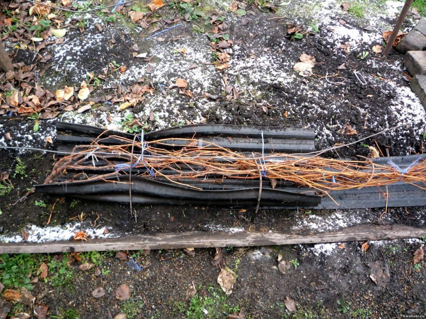 Укриття винограду перед морозами