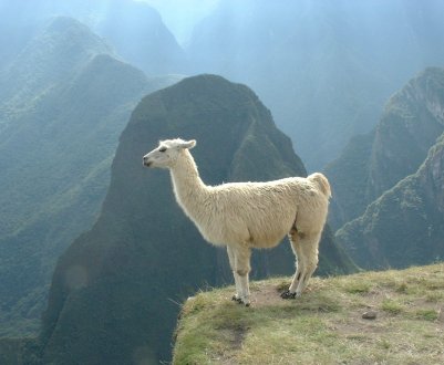 Тибетські лами допомагають людству перемогти грип