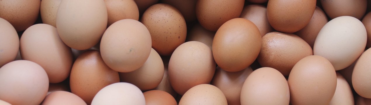 У курячих яйцях знайшли зброю проти Еболи