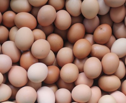 У курячих яйцях знайшли зброю проти Еболи