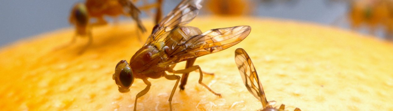 Небезпечна середземноморська муха ледь не згубила українські сади