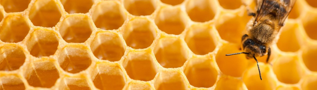 В Україні стане більше бджолярів-професіоналів