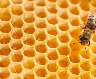 В Україні стане більше бджолярів-професіоналів