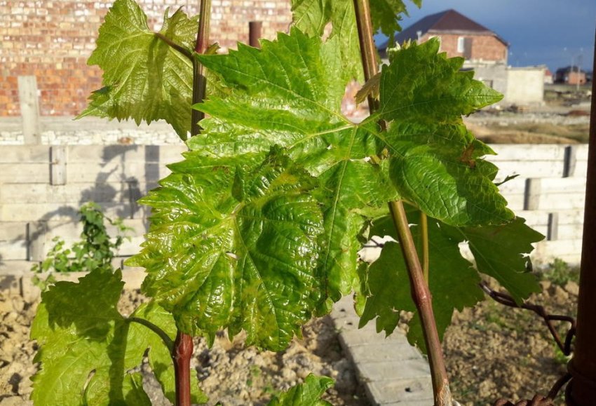 Поширені помилки