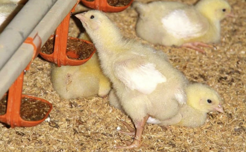 Харчування бройлерів Харчування бройлерів