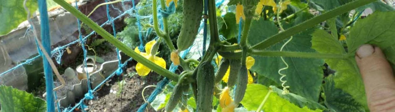Особливості формування огірків в теплиці