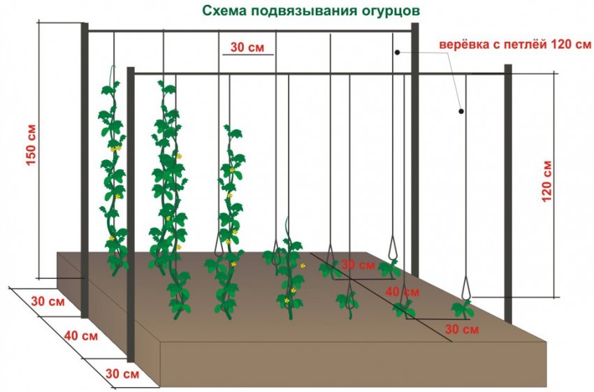 Схема вертикальної підв'язки огірків