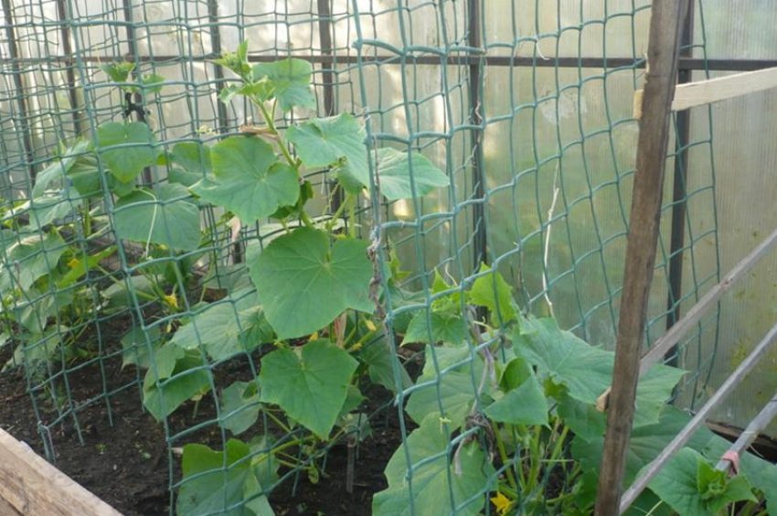 Підв'язка огірків на мережі